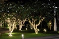 Several flowering trees, decorated with decorative lights. White flowers. Night scene Royalty Free Stock Photo