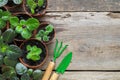 Several flowerpot of home plants. Planting potted flowers and garden tools.