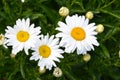 Several flowers of chamomile officinalis.