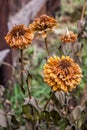 Several flowers of marigolds frozen during the first frost in the fall