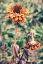 Several flowers of marigolds frozen during the first frost in the fall. Royalty Free Stock Photo