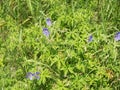 Group of Geranium pratense Wiesenstorchschnabel Royalty Free Stock Photo