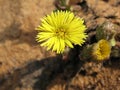 Several flowers of mother-and-toes Sunny spring day. The very first spring flowers Royalty Free Stock Photo