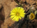 Several flowers of mother-and-toes Sunny spring day. The very first spring flowers Royalty Free Stock Photo