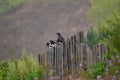 Several forty and one big black crow are sitting on a wooden fence. Together. Summer landscape on the background of the mountain Royalty Free Stock Photo