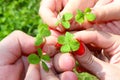 Several four leaf clovers are held in the hands of a woman and a child. Quatrefoil as a symbol of good luck and success. Low