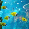 Several foxface fish