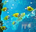 Several foxface fish