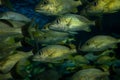 Several French grunt fish swim together in aquarium. Royalty Free Stock Photo