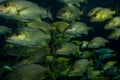 Several French grunt fish swim together in aquarium. Royalty Free Stock Photo