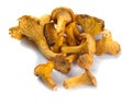 Several fresh chanterelle mushrooms of different sizes on a white background Royalty Free Stock Photo
