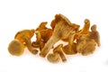 Several fresh chanterelle mushrooms of different sizes on a white background Royalty Free Stock Photo