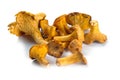 Several fresh chanterelle mushrooms of different sizes on a white background Royalty Free Stock Photo