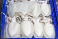 Several fresh cuttlefish in white in blue pickup