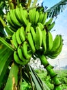 several fresh green bananas with the stems Royalty Free Stock Photo