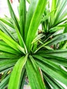 several fresh green pandan leaf plants