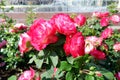 Several fresh pink blooming roses close up view