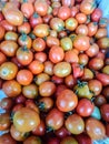 several fresh reddish orange tomatoes