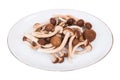 Several fresh shiitake mushroom Royalty Free Stock Photo