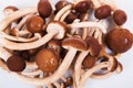 Several fresh shiitake mushroom Royalty Free Stock Photo