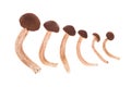 Several fresh shiitake mushroom Royalty Free Stock Photo