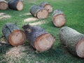 Several freshly sawed pine trunks lie on the green grass