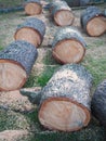 Several freshly sawed pine trunks lie on the green grass