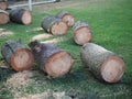 Several freshly sawed pine trunks lie on the green grass