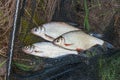 Several freshwater fish: white bream or silver fish, white-eye b