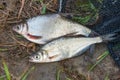 Several freshwater fish: white bream or silver fish and zope or Royalty Free Stock Photo