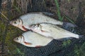 Several freshwater fish: white bream or silver fish and zope or Royalty Free Stock Photo