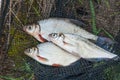 Several freshwater fish: white bream or silver fish and zope or the blue bream on black fishing net Royalty Free Stock Photo