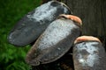 Several Frozen Beaver tails on a natural wooden background