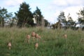 Several fruit bodies of the edible parasol mushroom (Macrolepiota procera) Royalty Free Stock Photo