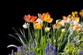 Several garden tulip flowers against black background at Windmill island gardens in Holland, Michigan. Selective focus Royalty Free Stock Photo