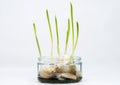 Garlic cloves sprouting leaves and roots in water in a glass jar