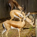 Several gazelles eating grass and another looking at the camera attentively. Royalty Free Stock Photo