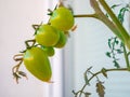 Several geen unripe cherry tomatoes on a twig Royalty Free Stock Photo