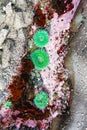 Several Giant Green Anemone surrounded by pink Coralline Algae.