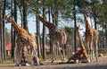 several giraffes of which one giraffe looks into the camera relax and enjoy the sun in a zoo called safari park Beekse Bergen