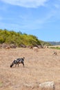 Several goats grazing on a dried field in remote Karpas Peninsula, Turkish part of Cyprus Royalty Free Stock Photo