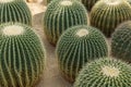 Several Golden Barrel cactuses Royalty Free Stock Photo