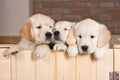 Several golden retriever puppies Royalty Free Stock Photo