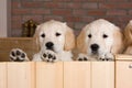 Several golden retriever puppies Royalty Free Stock Photo
