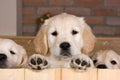 Several golden retriever puppies Royalty Free Stock Photo