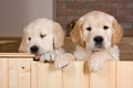 Several golden retriever puppies Royalty Free Stock Photo