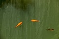 Several goldfish swim in a small pond Royalty Free Stock Photo