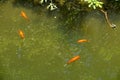 Several goldfish swim in a small pond Royalty Free Stock Photo