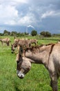 Several gray donkeys eating in the field. A factory releases smoke through its chimney