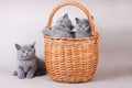 Several gray kitten British cat